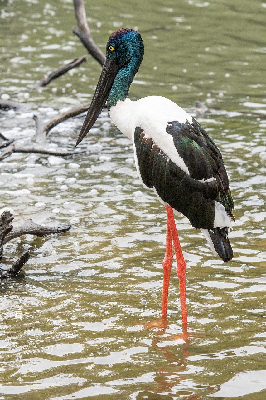jabiru, outback, uccello, territorio del nord, australia, natura, fauna selvatica, queensland, jabiru, jabiru, jabiru, jabiru, jabiru, territorio del nord