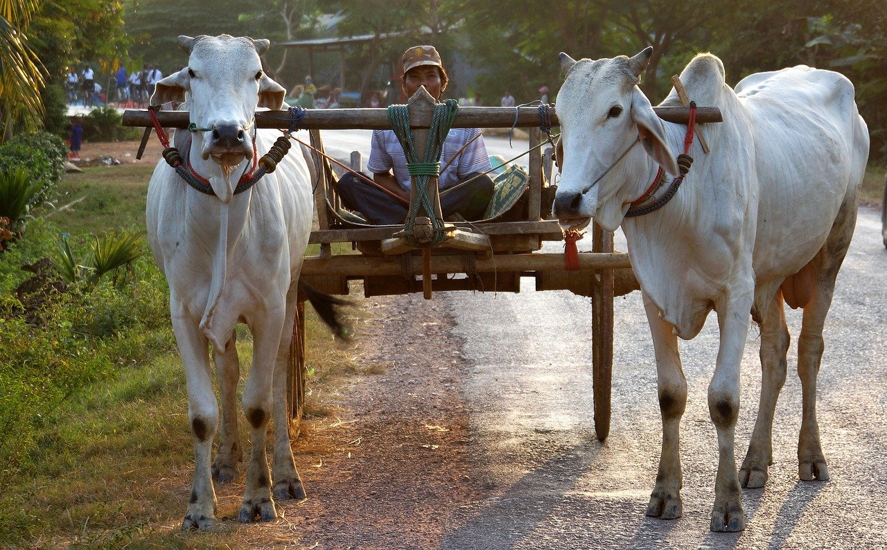 ox, drawn, cart, battambang, cambodia, asia, battambang, battambang, battambang, battambang, battambang, cambodia