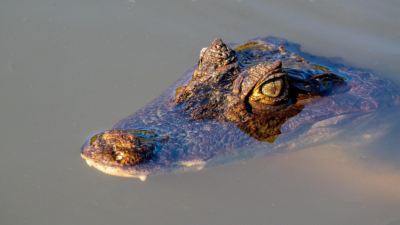 Cayman, Krokodil, Reptil, Wildtiere, Kopf, Auge, Costa Rica