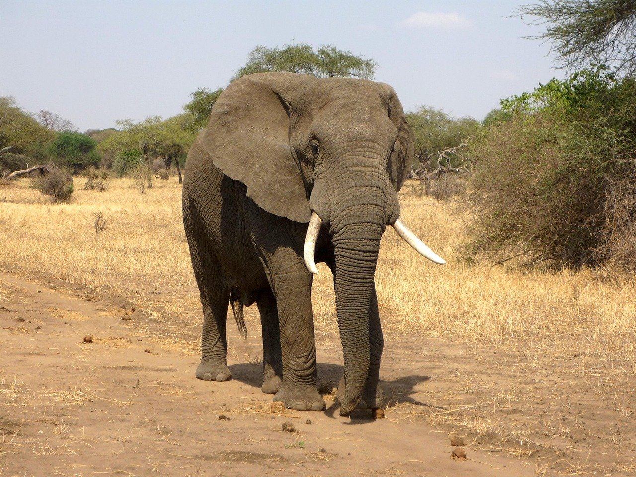 elefante, animal, safari, mamífero, animal salvaje, colmillos, trompa, elefante africano de sabana, naturaleza, elefante de la sabana africana, vida silvestre, fauna, entorno salvaje, sabana, parque nacional, África