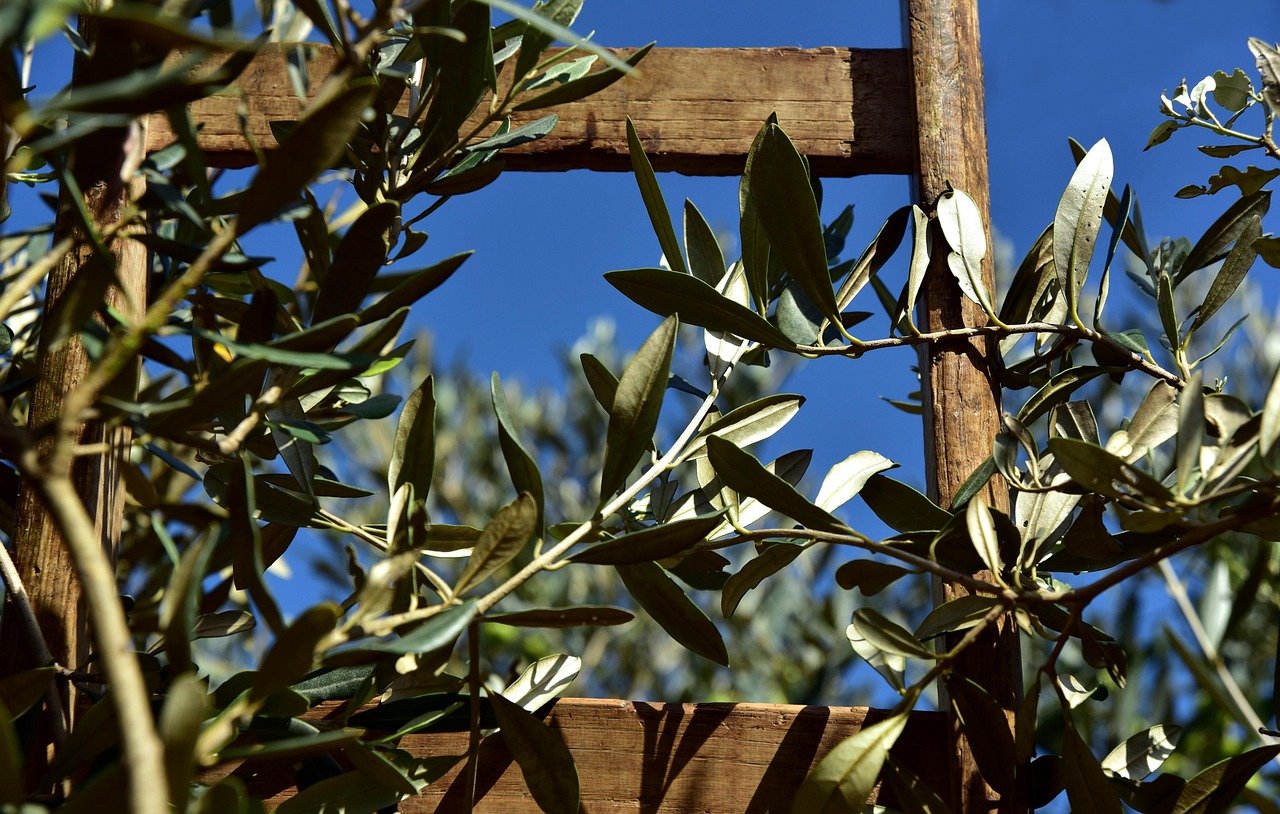 scala in legno, piolo, olivo, ramo d'olivo, foglie d'olivo, raccolta delle olive, agricoltura, raccogliere, salire, arrampicarsi, legno, olivo, olivo, olivo, olivo, olivo, ramo d'olivo