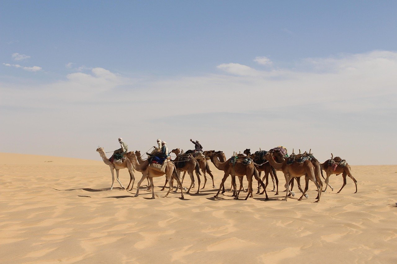 caravana, desierto, naturaleza, sahara, arena, camello, áfrica, chad