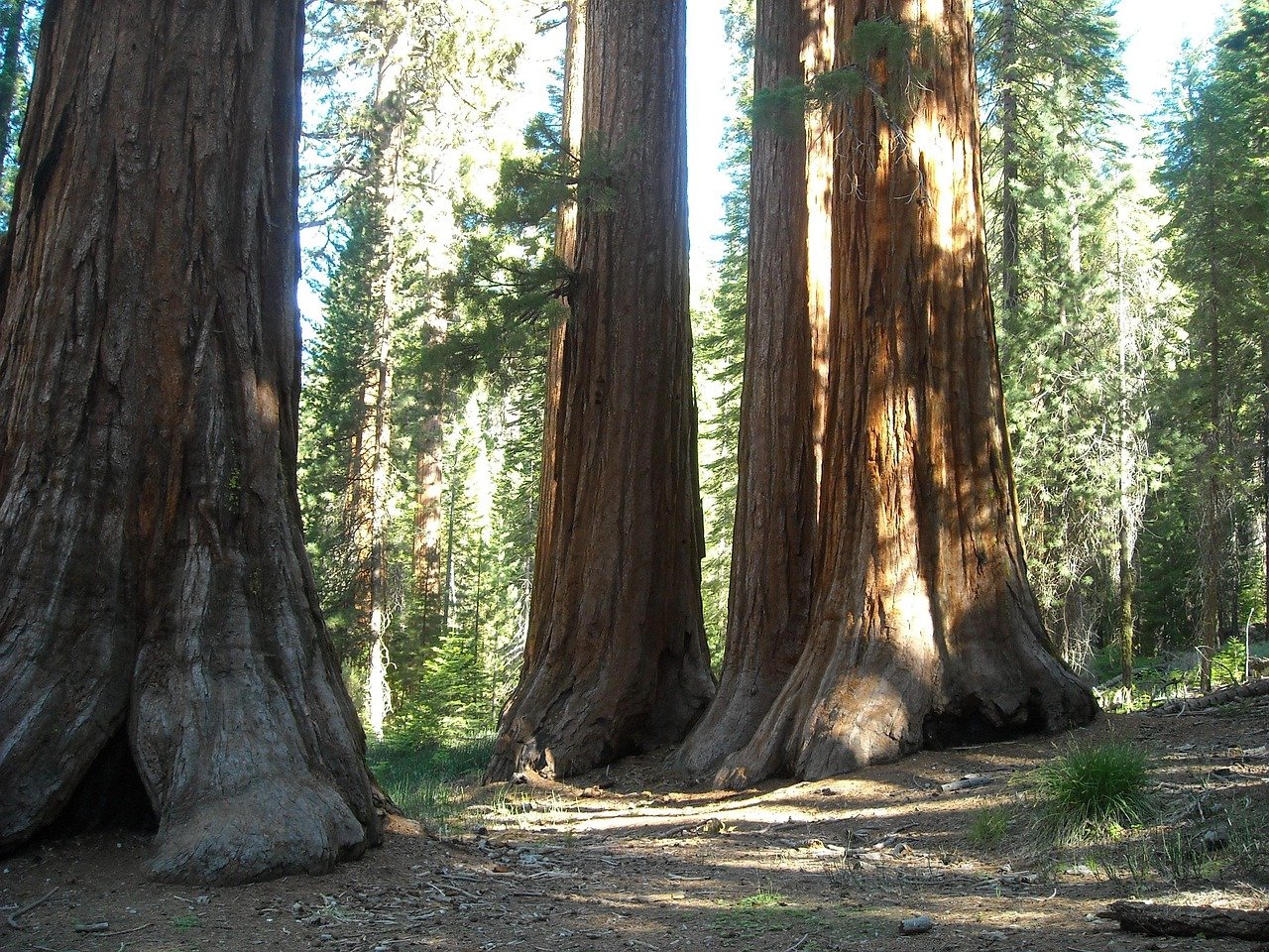 mariposa, grove, california, sequoia, giant, tree, yosemite, nature, yosemite national park
