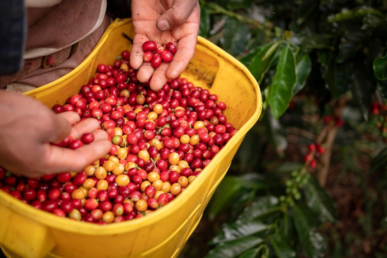 Landwirtschaft, Kaffee, kolumbianischer Kaffee, Kolumbien, Huila, Pitalito, Landwirtschaft, Ernte, Kaffeeanbau, Kaffee, Kolumbien, Kolumbien, Kolumbien, Kolumbien, Kolumbien