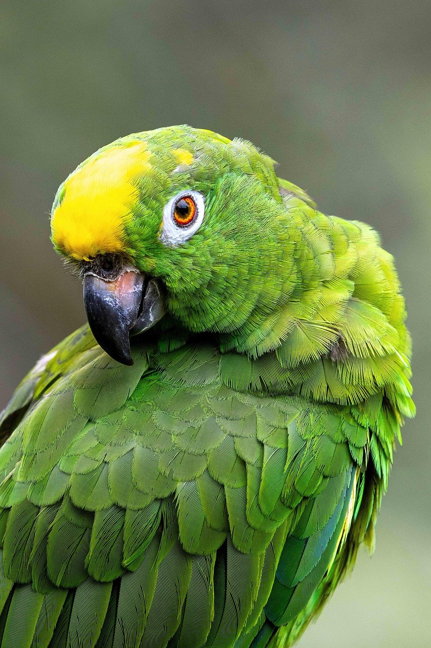 parrot, bird, nature, macaw, plumage, amazon, exotic, colorful, ornithology, aviary, yellow-fronted amazon parrot, amazon parrot