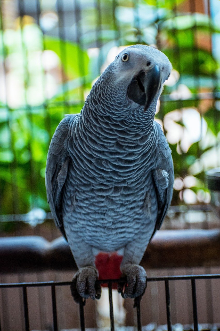 loro gris, loro, ave, gris africano del Congo, loro gris del Congo, loro gris africano del Congo, loro gris africano, animal, aviar, naturaleza, ave tropical, mascota