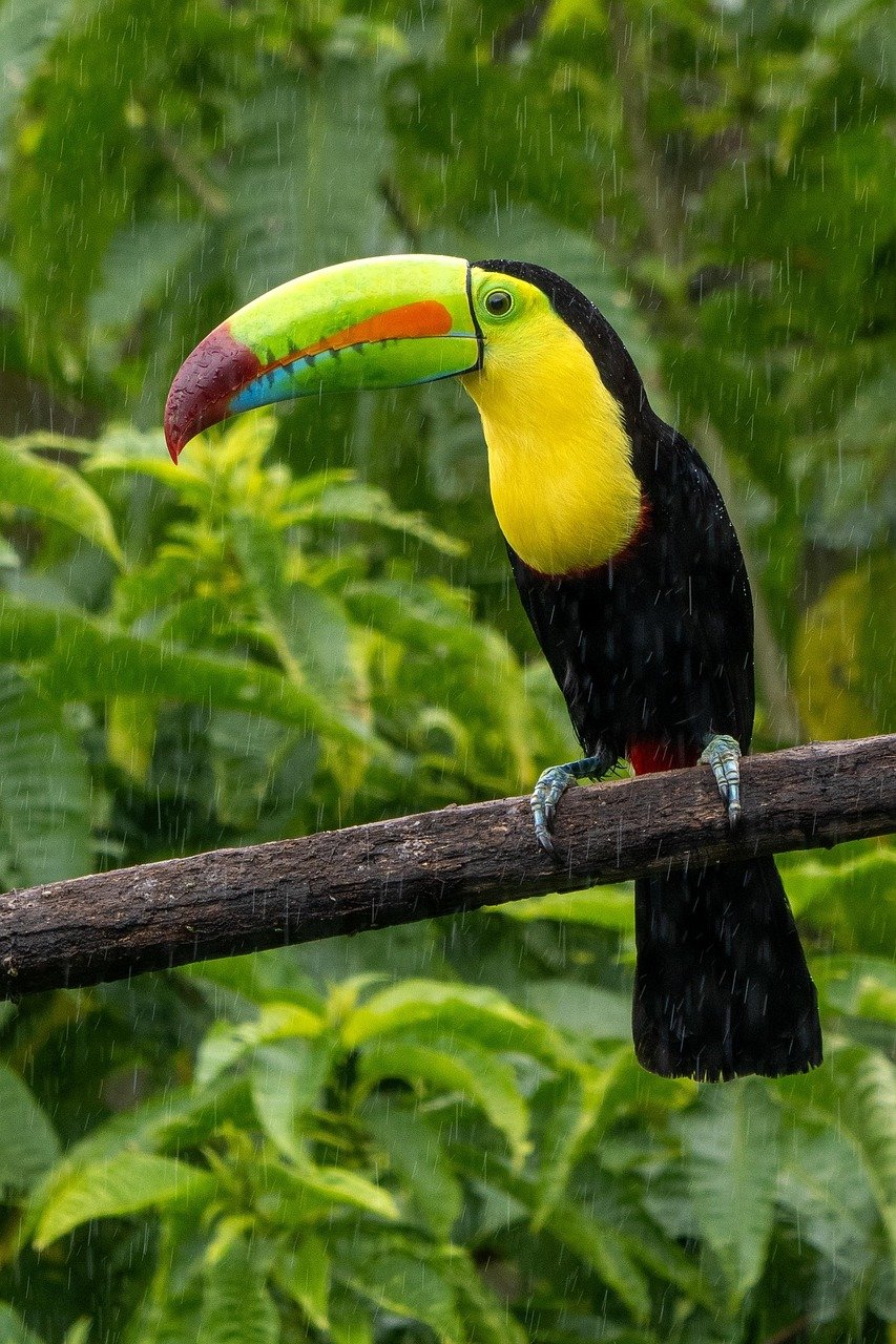 costa rica, tucano, uccello, animale, natura, fauna selvatica, avifauna