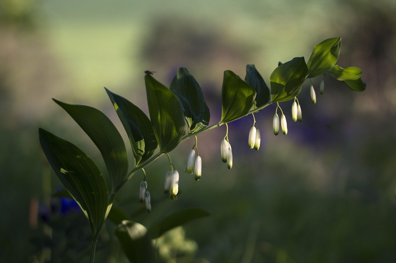 solomon's seal, olygonatum odoratum, forest plant, real solomon's seal, wild, wildflower, fragrant weisswurz, solomon's seal, solomon's seal, solomon's seal, solomon's seal, solomon's seal, wildflower, wildflower