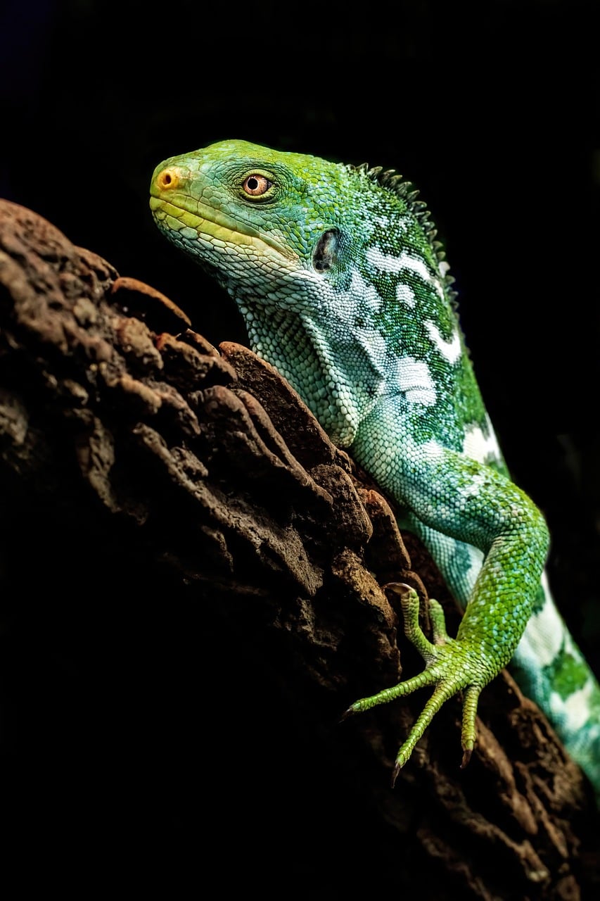 Leguan, fidschianischer Leguan, Reptil, exotisch, gefährdete Art, grüne Farbe, Herpetologie, Wildtiere, Schuppen, Terrarium, Baumzweig, natürlicher Lebensraum, Museum, Fidschi, Artenschutz, Flügel, Zoo, natürliche Farben, Umwelt
