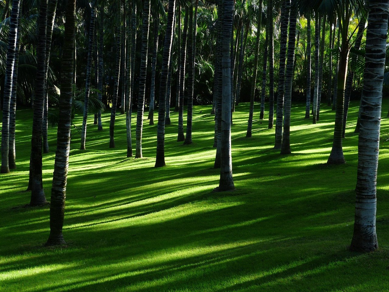 Wiese, Gras, Palmwald, Palmhain, Natur, Palmen, Palmengarten, Idylle, Grüntöne, der Schatten