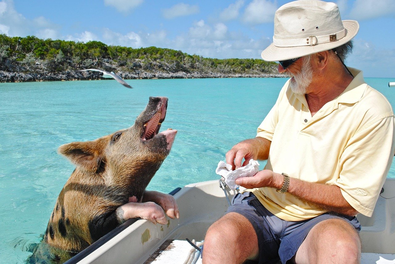 staniel cay, exumas bahamas, schwimmendes schwein, bahamas, insel, karibik, attraktion, bahamas, bahamas, bahamas, bahamas, bahamas, karibik