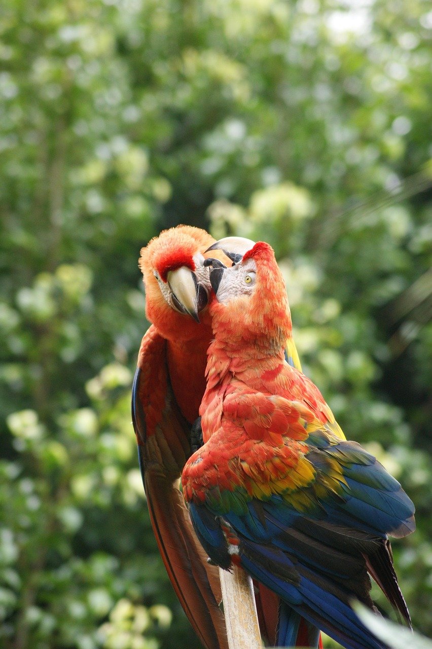 macaws, guacamayos, ecuador, puyo, nature, birds, animal, colorful, love, green love