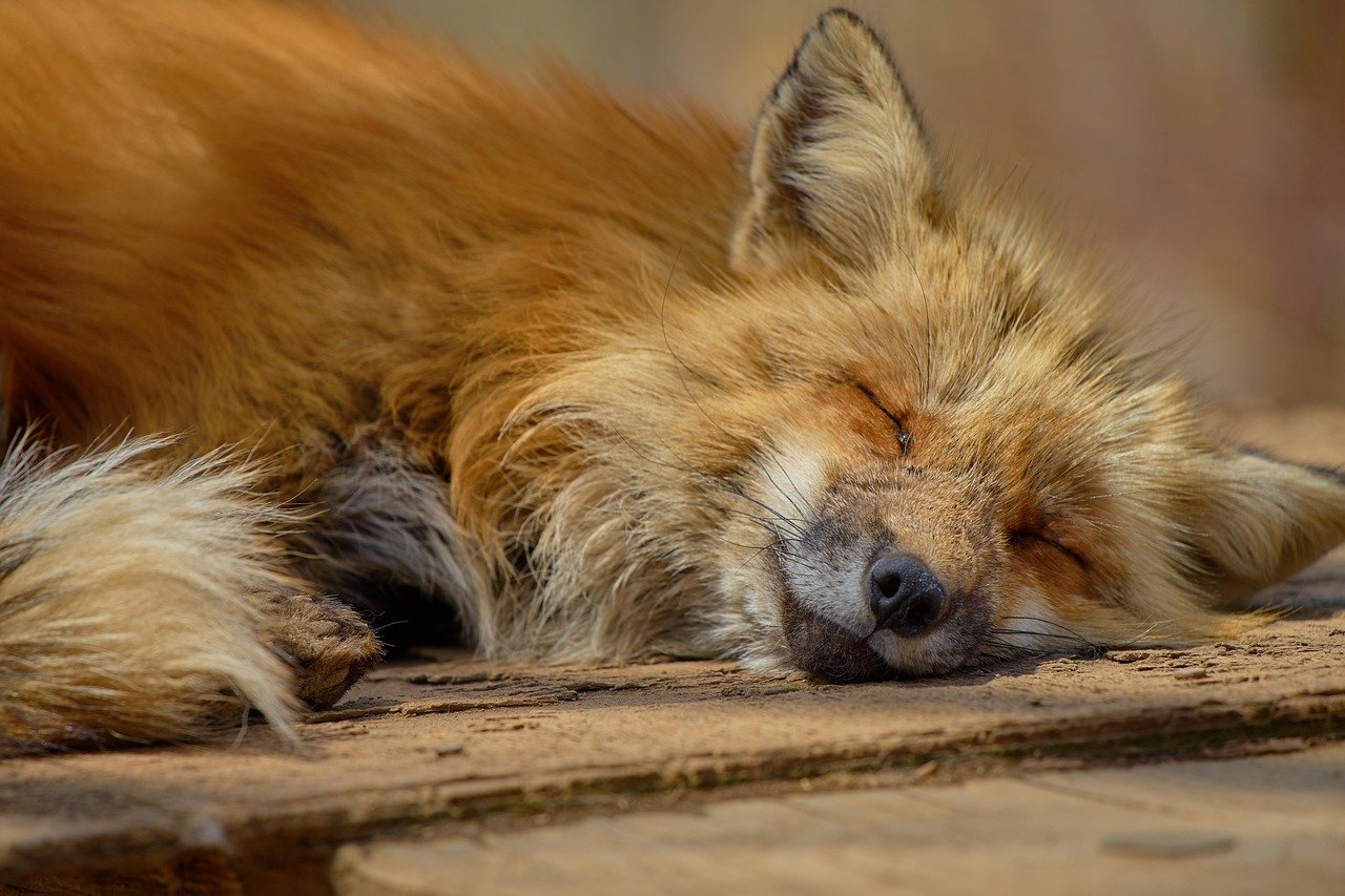 fox, japan, zao, zao fox village, animal, nature, sleeping face, cute