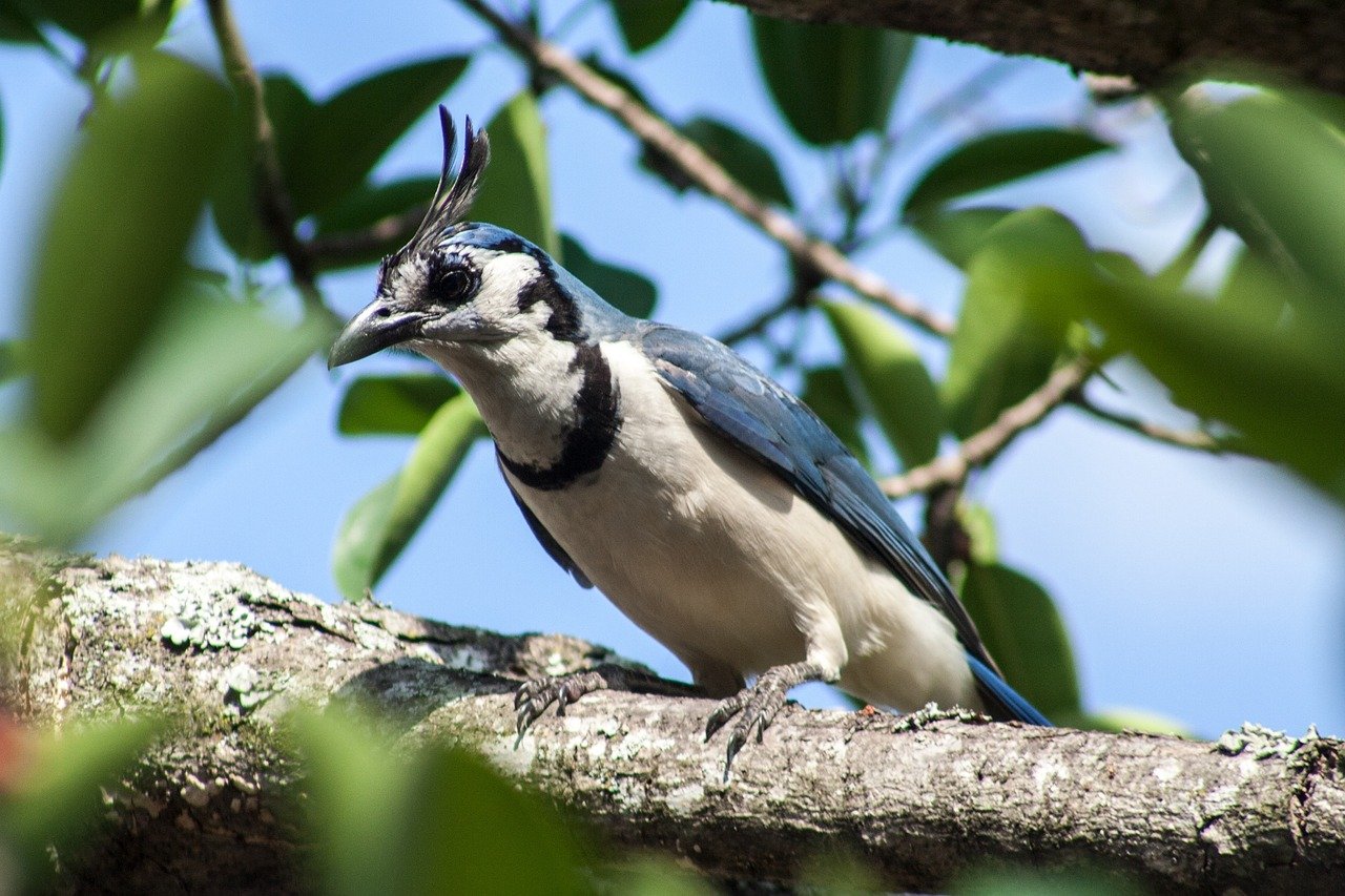 aves, El Salvador, urraca, fauna, naturaleza, corrales, bosques, vida silvestre, aves de El Salvador, El Salvador, El Salvador, El Salvador, El Salvador, El Salvador