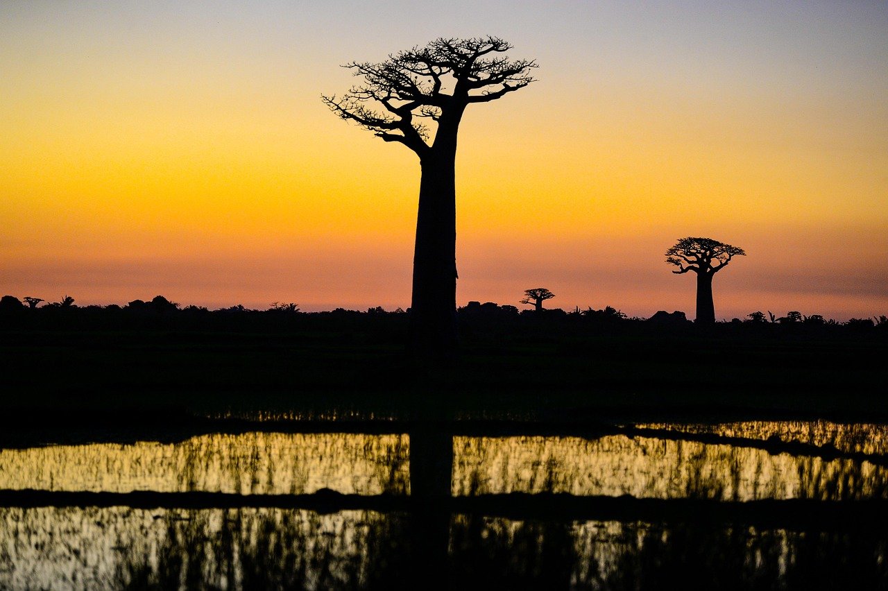 Madagaskar, Sonnenuntergang, Baobab, Natur, Landschaft, Afrika, Baobabs, Reisen, Himmel