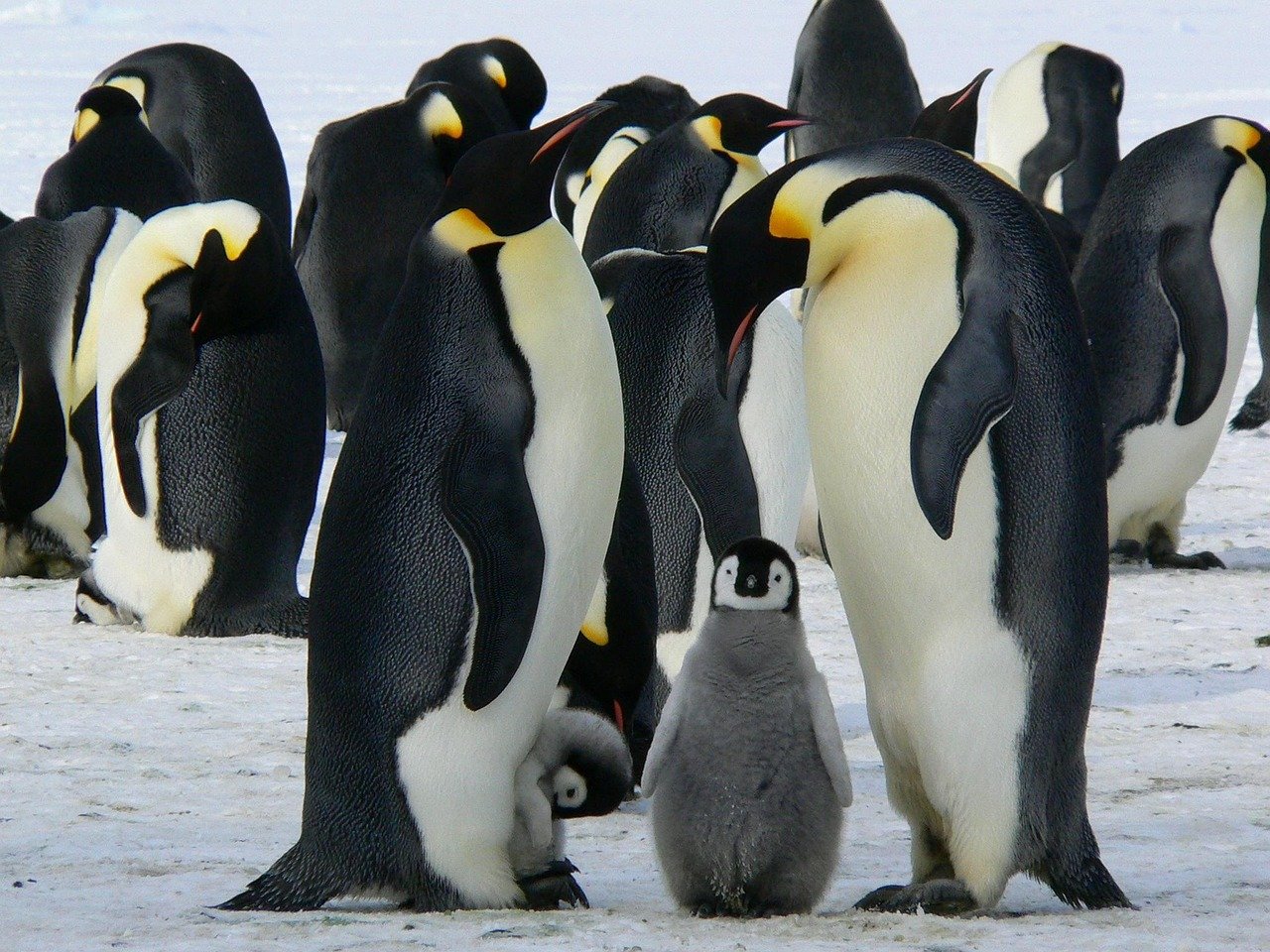 imparator penguenler, yavru penguen, kuşlar, kar, penguenler, hayvanlar, yaban hayatı, soğuk, kış, fauna, vahşi doğa, doğa, antarktik, antarktika, kuşlar, penguenler, penguenler, penguenler, penguenler, penguenler, kış, kış, antarktika, antarktika