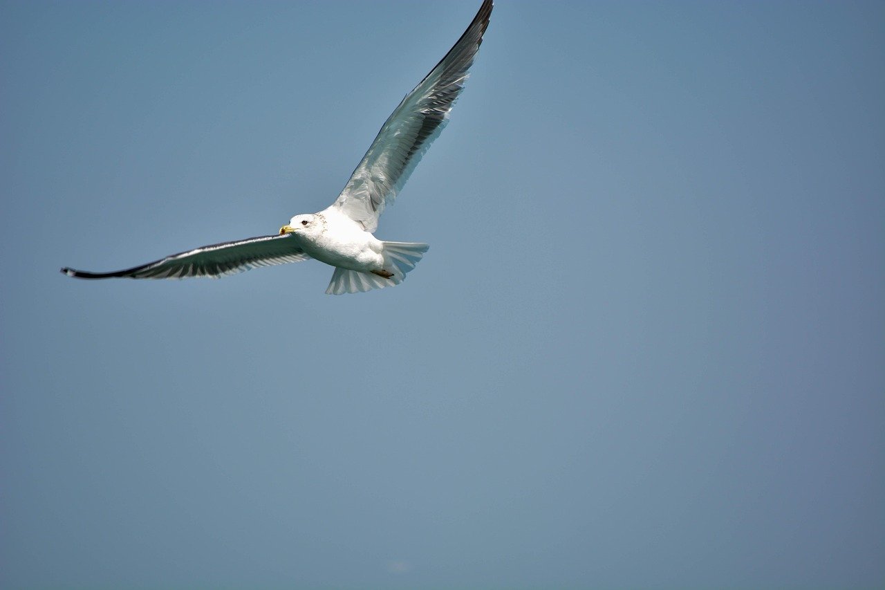 white pigeon, sea, india, indian ocean, seabirds, birds, creatures, sky, flying, wings, diu, sea beach, pigeon, daman, diu fort, nature, animals, water, adventure travel trip, daman, daman, daman, daman, daman