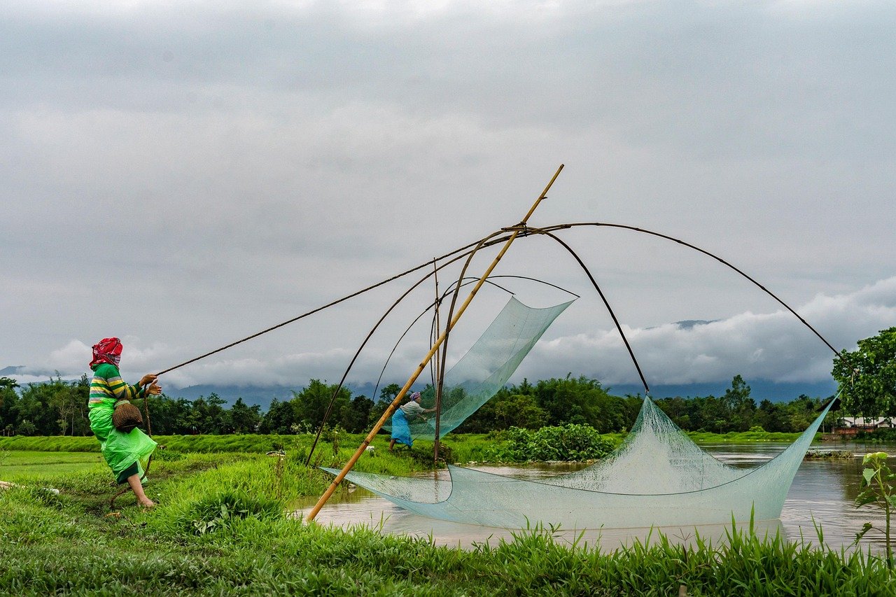 inondation, pêche, femme, nuageux, eau, poisson, inondé, couleur, vie, nourriture, frais, pluie, rural, imphal, manipur, inde, nature, mousson, filet