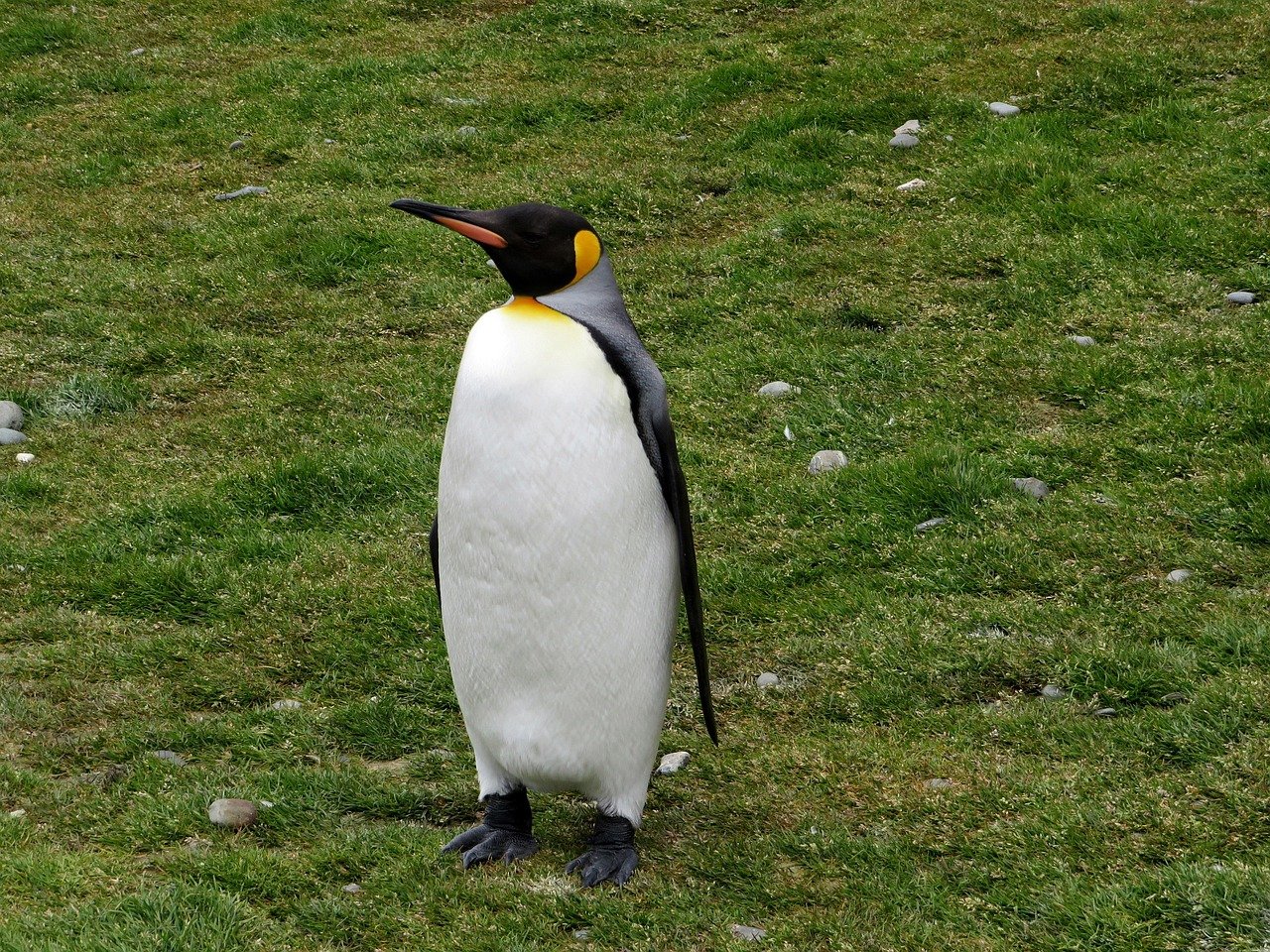 Königspinguin, Südgeorgien, Pinguin, Kreuzfahrt, Königspinguin, Königspinguin, Königspinguin, Königspinguin, Königspinguin, Pinguin