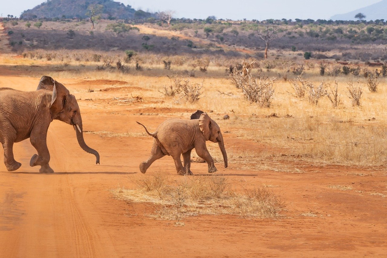 safari, elefante, paesaggio, natura, africa, savana, natura selvaggia, mondo animale, steppa, selvaggio, kenya, elefantino, branco, animale, famiglia, cucciolo, safari, elefante, elefante, elefante, elefante, elefante, africa, africa, africa, savana, kenya, kenya, ken