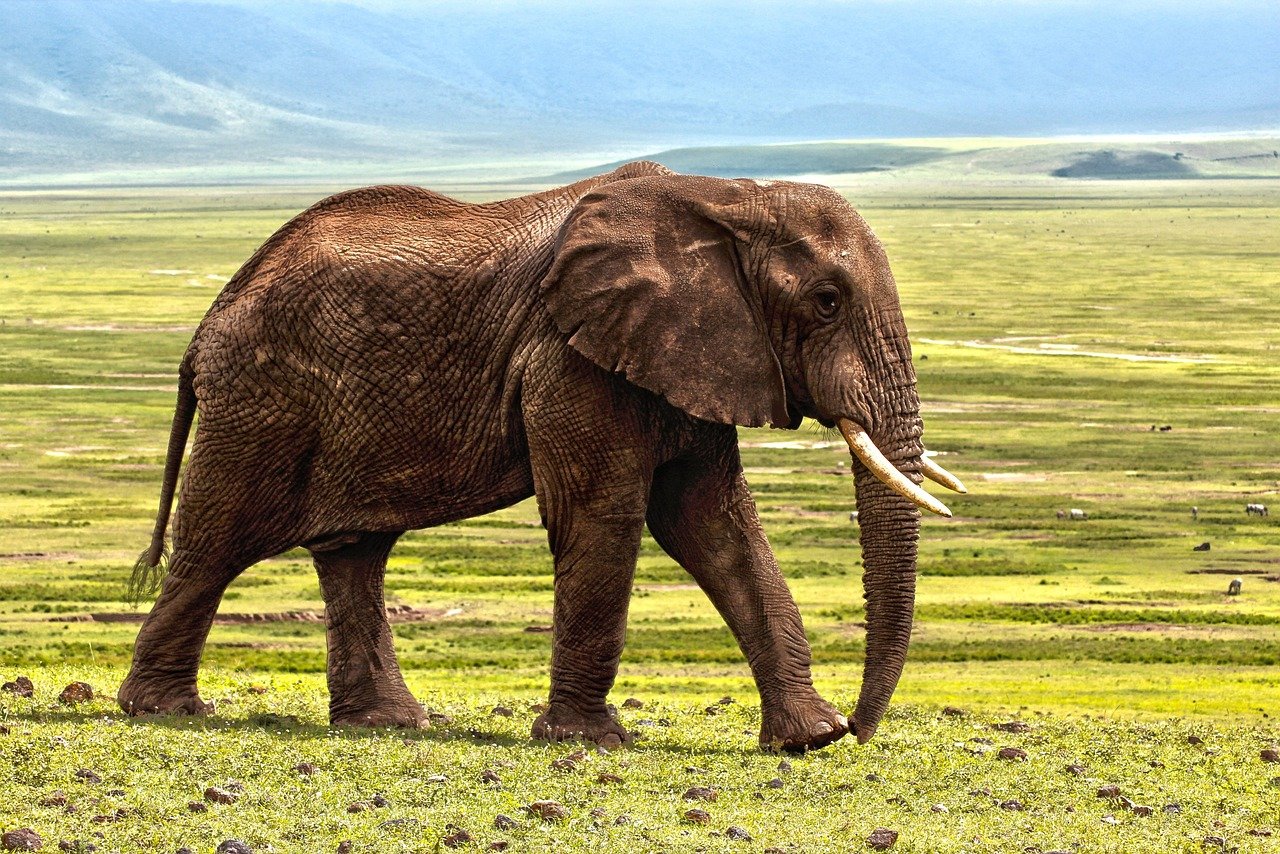 éléphant, safari, animal, défense, afrique, savane, zoo, nature, réserve, éléphant, éléphant, éléphant, éléphant, éléphant