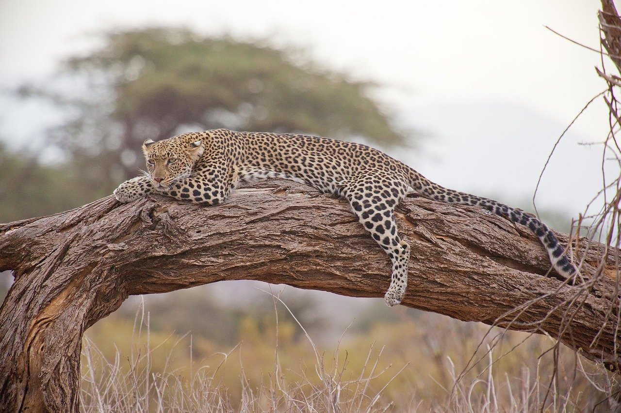 Leopard, Safari, Afrika, Kenia, Leopard, Leopard, Leopard, Leopard, Leopard, Afrika, Kenia