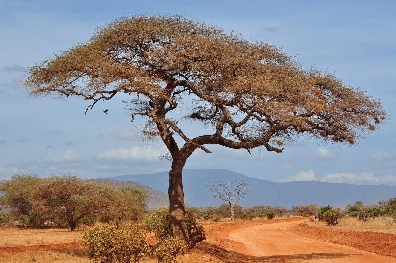 ağaç, doğa, manzara, kurak, gökyüzü, savana, afrika, kenya, savana, savana, savana, savana, savana, kenya, kenya, kenya