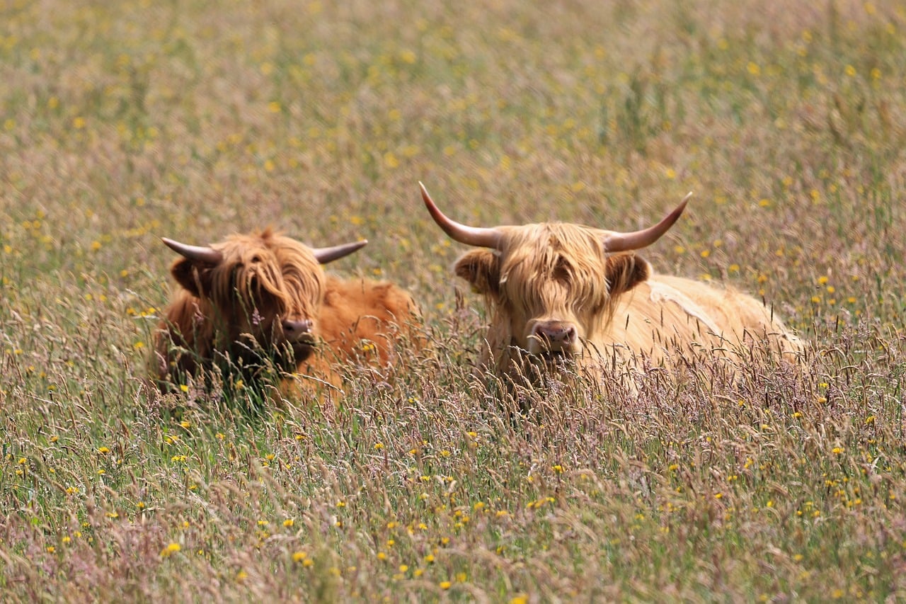ganado vacuno, bovino, ganado de tierras altas, naturaleza, pasto, ganado, vaca, cuernos, animal