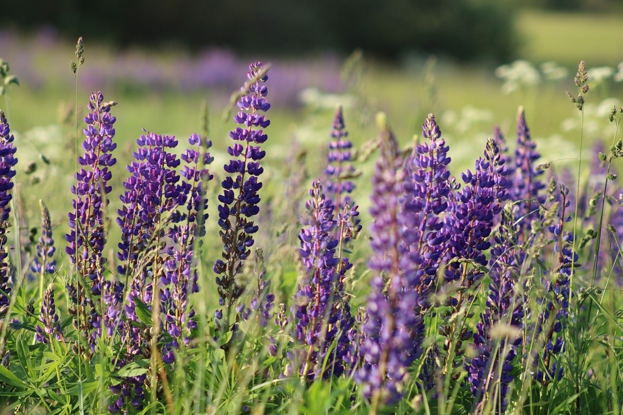 nature, beautiful flowers, flower wallpaper, landscape, flower, plant, flower background, blossom