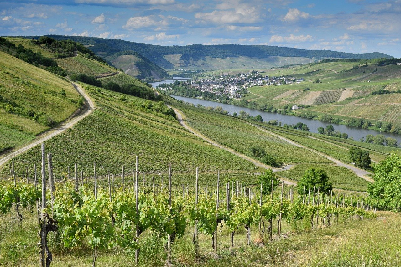 Deutschland, Weinberg, Fluss, Natur, Mosel, Landschaft, Weinberg, Weinberg, Weinberg, Weinberg, Weinberg