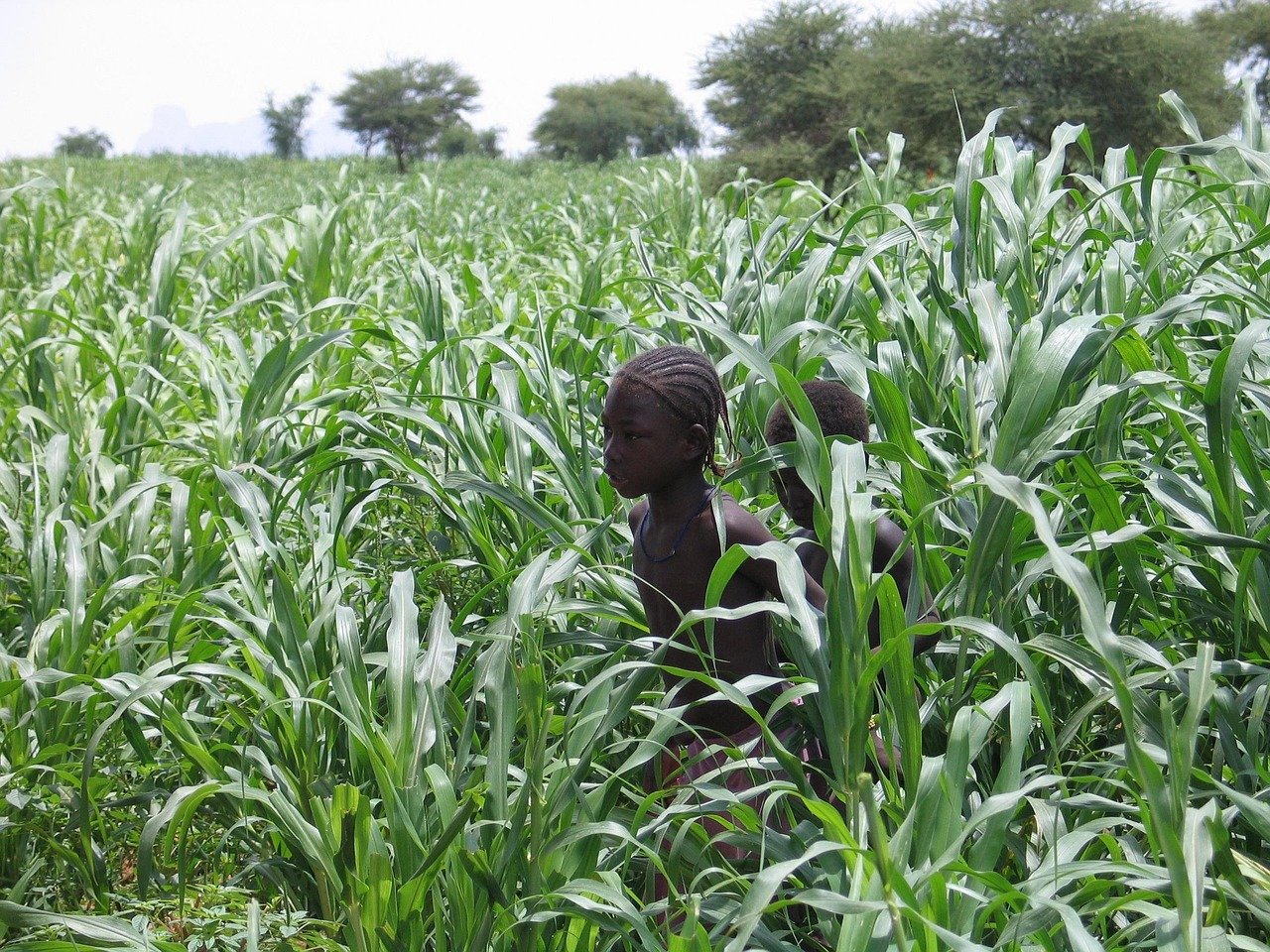 africa, paesaggio africano, mali, mali, mali, mali, mali, mali