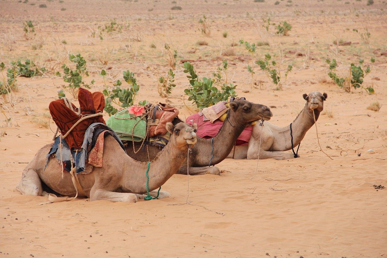 camels, mauritania, desert, sand, animals, nature, landscape, mauritania, mauritania, mauritania, mauritania, mauritania