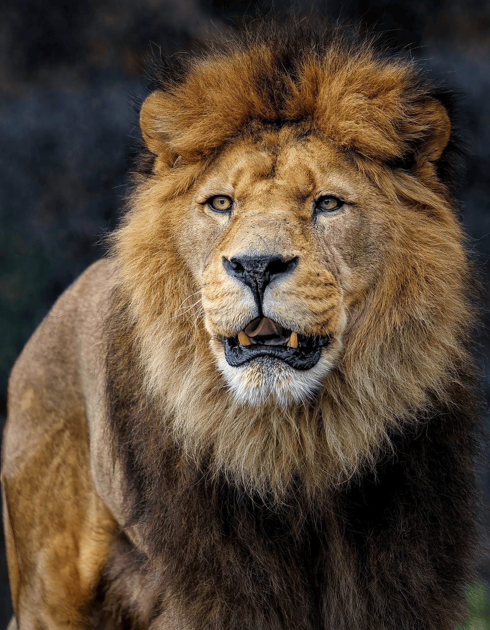 lion, félin, crinière, lion de Barbarie, lion d'Afrique du Nord, nature, lion berbère, lion égyptien, lion de l'Atlas, chasseur, prédateur, animal sauvage, chat sauvage, grand félin, faune sauvage, dents