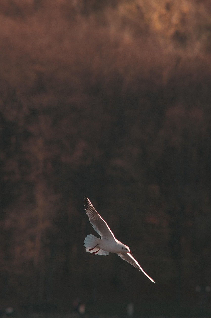 lac, oiseaux, automne, parc, chisinau, moldavie, nature, wilde, laridae