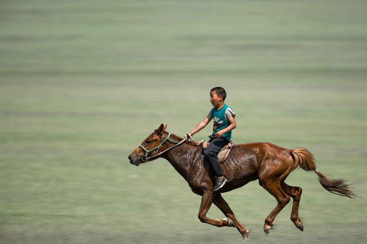 garçon, équitation, galop, cheval, prairie, sport, nature, cavalier, animal, mammifère, naadam, mongolie