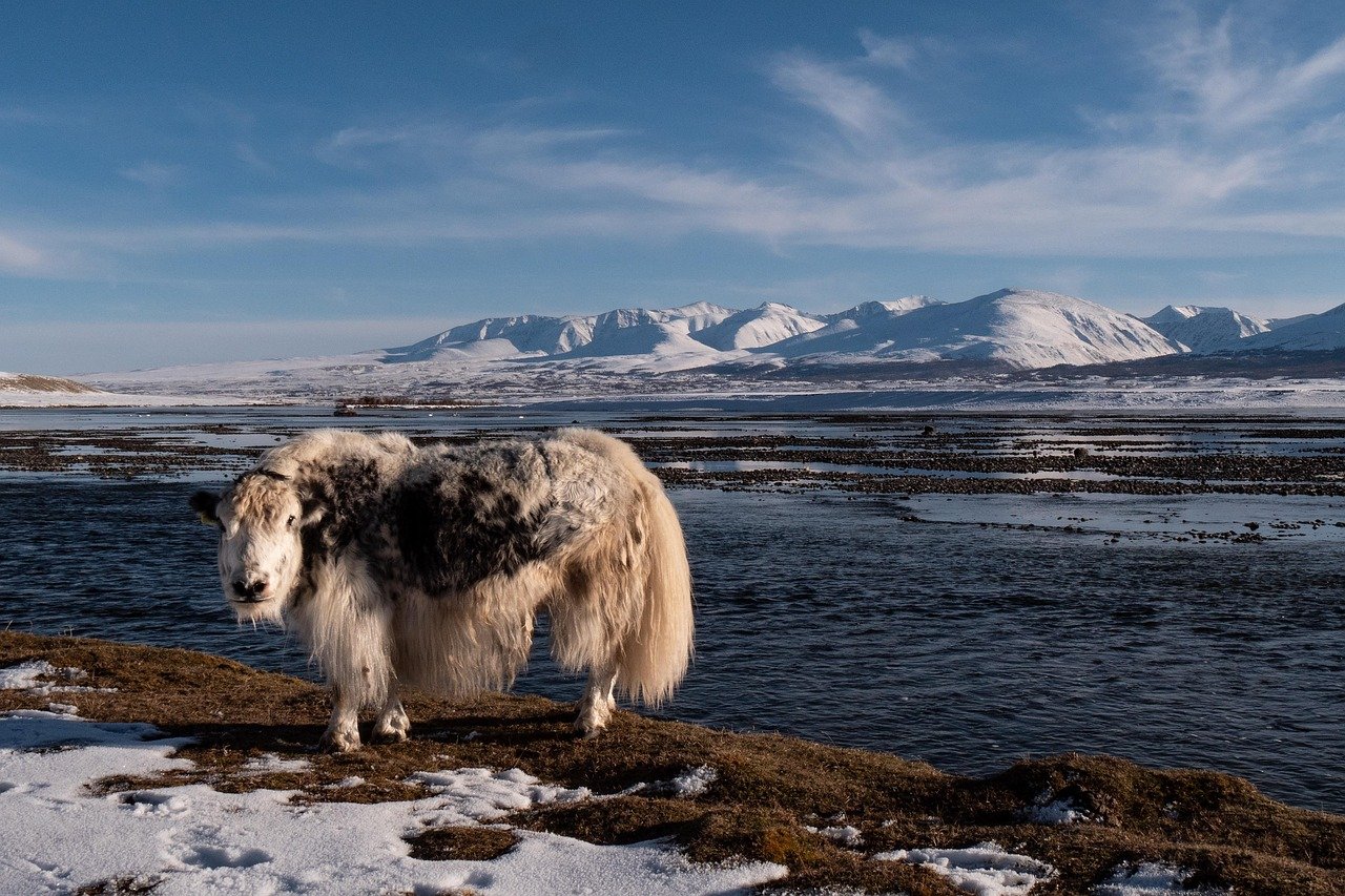yak, montagnes, chaîne de montagnes, nature, lac Khoton, Altaï, paysage, Mongolie