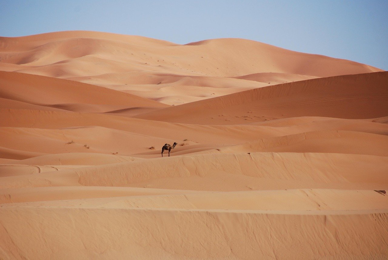 desert, sand, dunes, nature, morocco, golden sand, camel