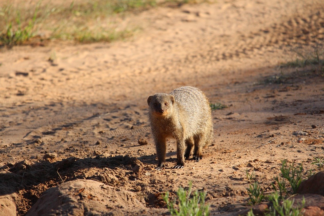africa, namibia, safari, waterberg, mongoose, close up, animal, savannah, nature, wild animal, wild, dry, waterberg, waterberg, waterberg, waterberg, waterberg, mongoose