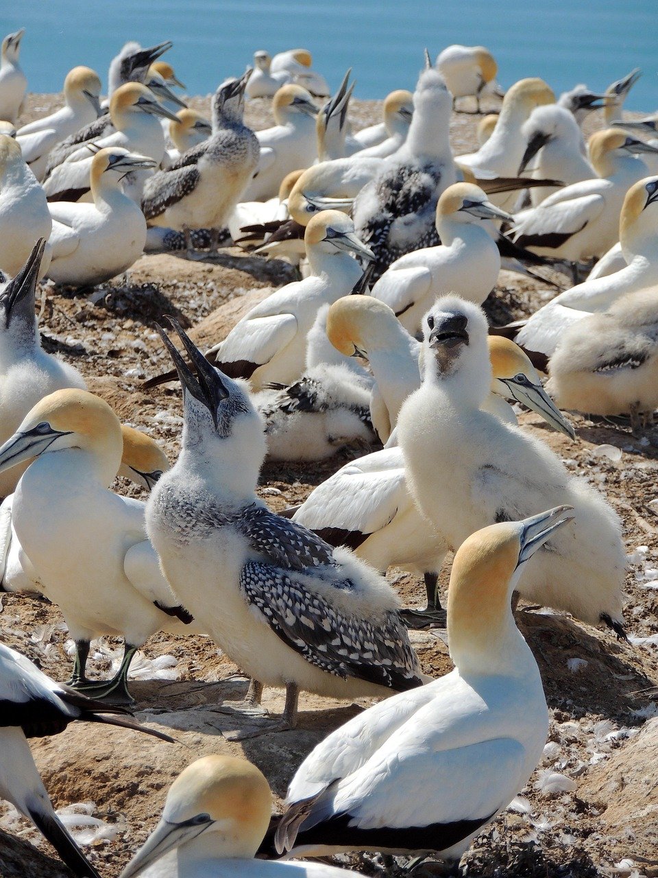 birds, nest, colony, gannet, nature, napier, new zealand
