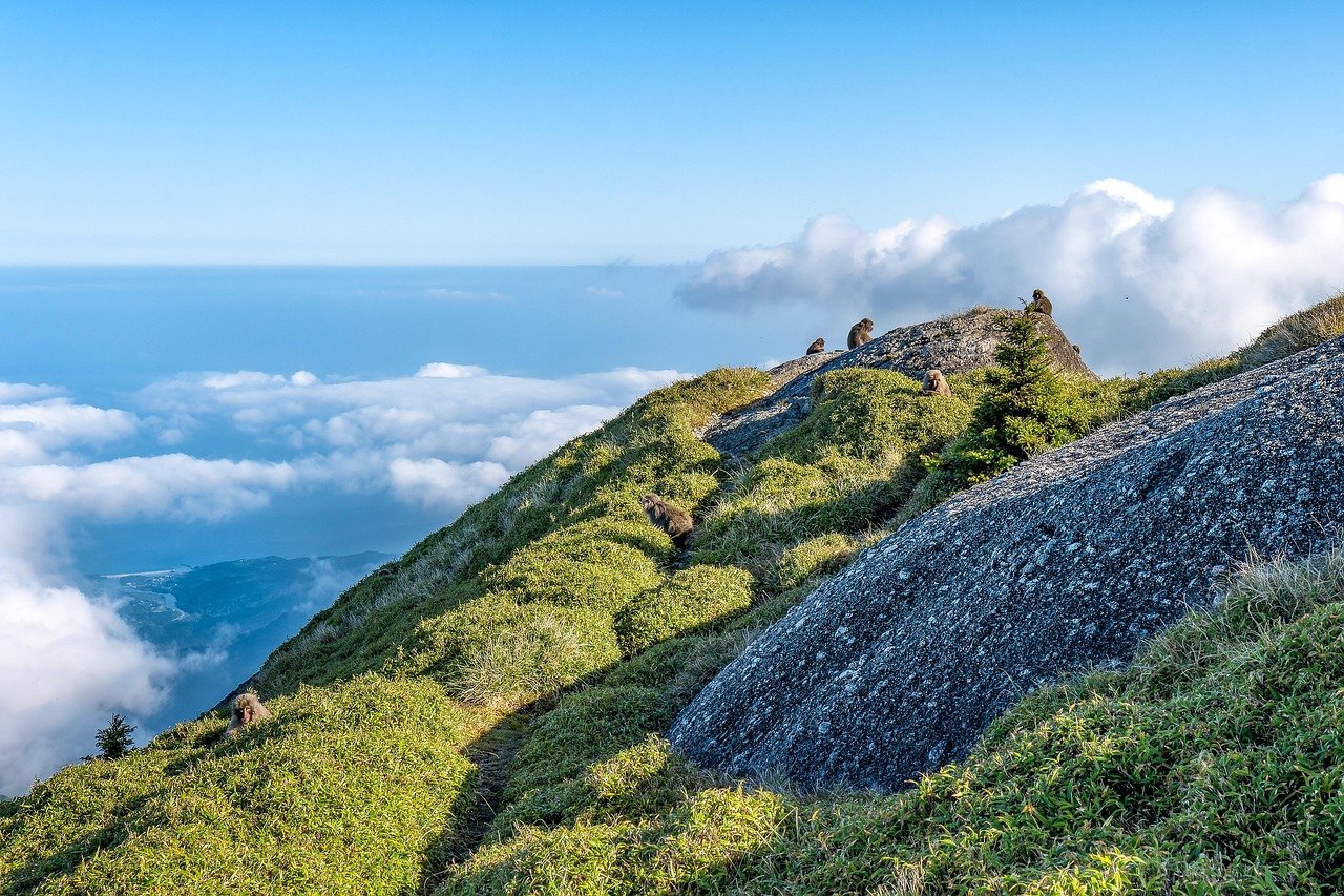 paesaggio, branco di scimmie, foraggiamento, germogli di yakuzaza, costa, villaggio di nagata, dislivello 1700 m, yakushima, giappone