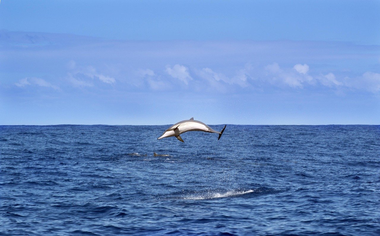 dauphin, ciel bleu, mer, océan Indien, animaux, nature, ciel, bleu, île de La Réunion