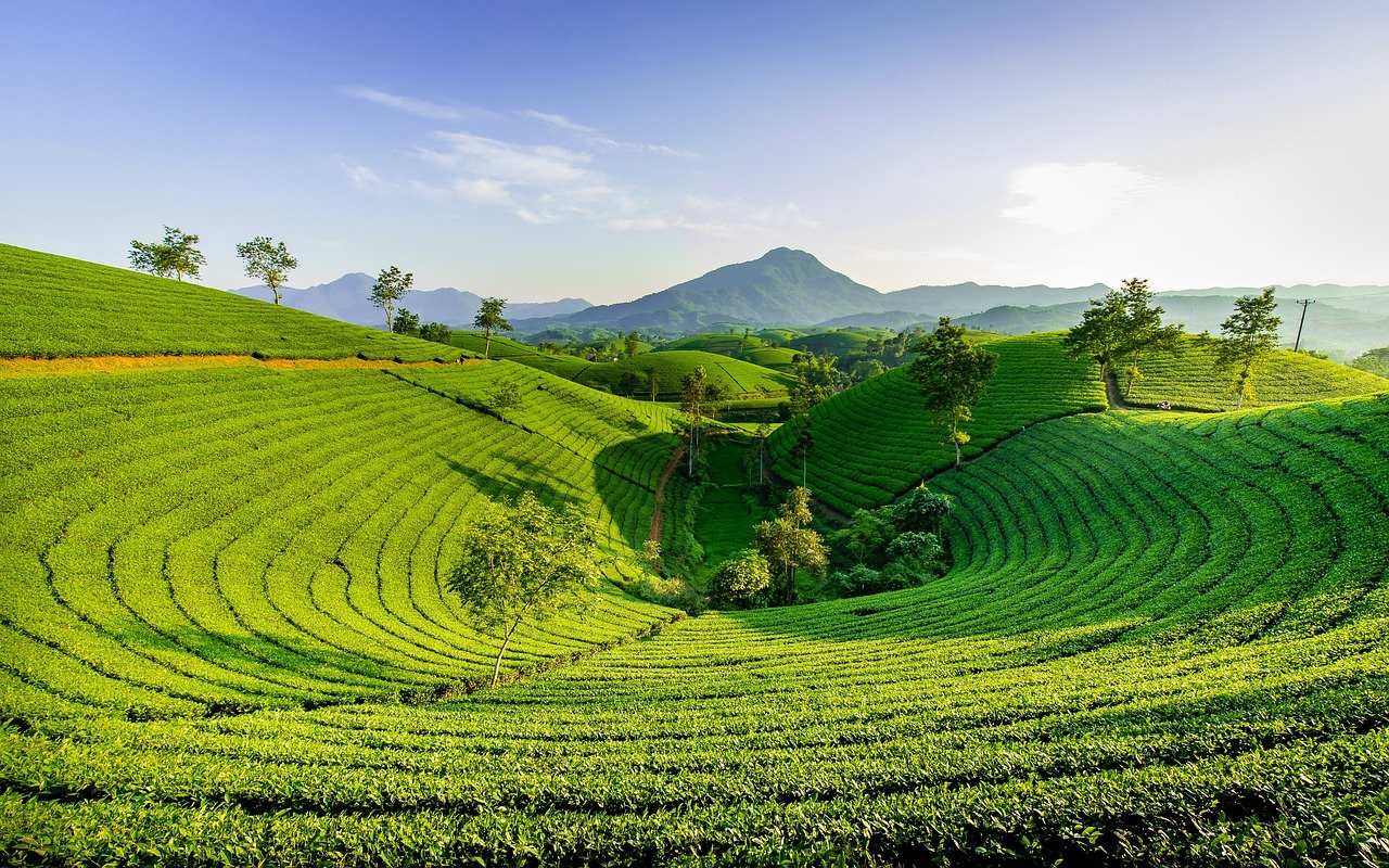 colline, verte, nature, montagne, le thé de la colline, grain long, vietnam, thé, vietnam, thé, thé, thé, thé, thé