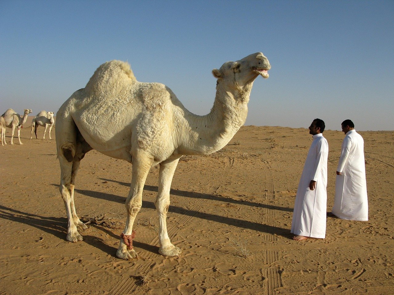 Arabia Saudí, naturaleza, desierto, camello