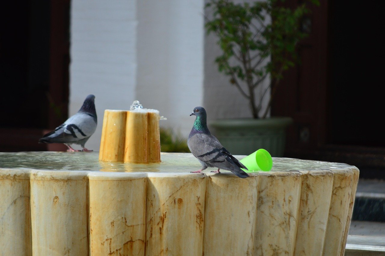 water, mosque, pigeon, algeria, tlemcen, birds, doves, nature, beautiful, mosque, mosque, algeria, tlemcen, tlemcen, tlemcen, tlemcen, tlemcen