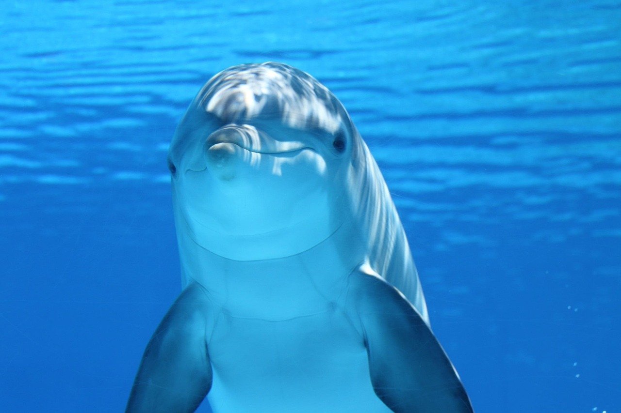delfín, animal, mar, océano, bajo el agua, mamífero, mamífero marino, animal marino, vida marina, vida del mar, vida oceánica, naturaleza, vida silvestre
