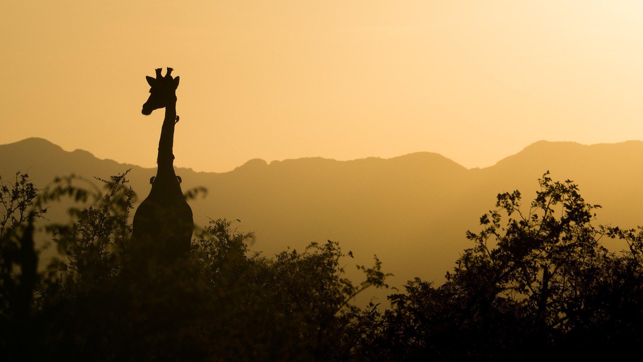 giraffe, sunset, south africa, africa, safari, nature, landscape, wilderness, wild animal, silhouette, animal, twilight, dusk, giraffe, giraffe, giraffe, south africa, south africa, south africa, africa, africa, africa, africa, africa, safari