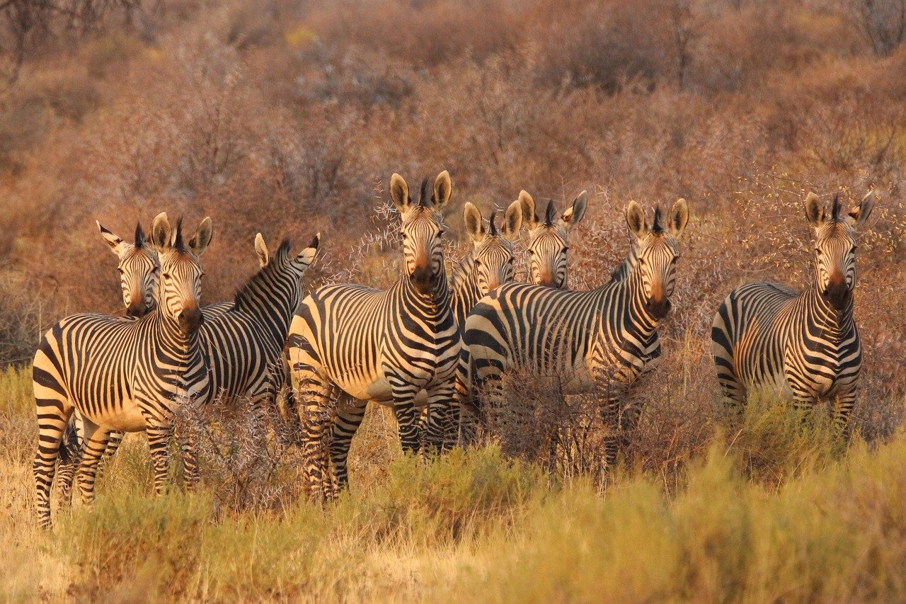 zebre, animali, Africa, Sudafrica, Namibia, savana, safari, natura, fauna selvatica