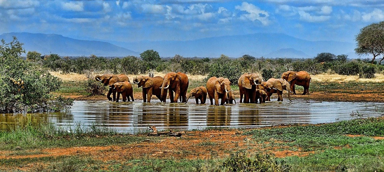 Elefanten, Wasserloch, Safari, Afrika, Südafrika, Natur, Tierwelt, Wasserloch, Afrika, Südafrika, Südafrika, Südafrika, Südafrika, Südafrika