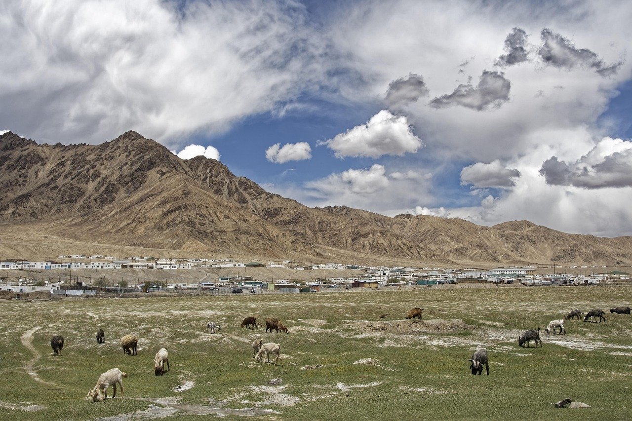 tajikistan, animals, field, city, village, panorama, mountains, goats, sheep, pasture, graze, herd, murgab, pamir mountains, pamir, plateau, landscape, nature, heaven, clouds, mountain badakhshan, pamir highway