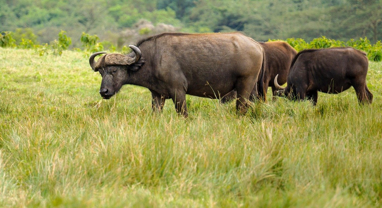 buffle d'eau, tanzanie, nature, animaux, faune sauvage, afrique, arusha, buffle d'eau, tanzanie, arusha, arusha, arusha, arusha, arusha